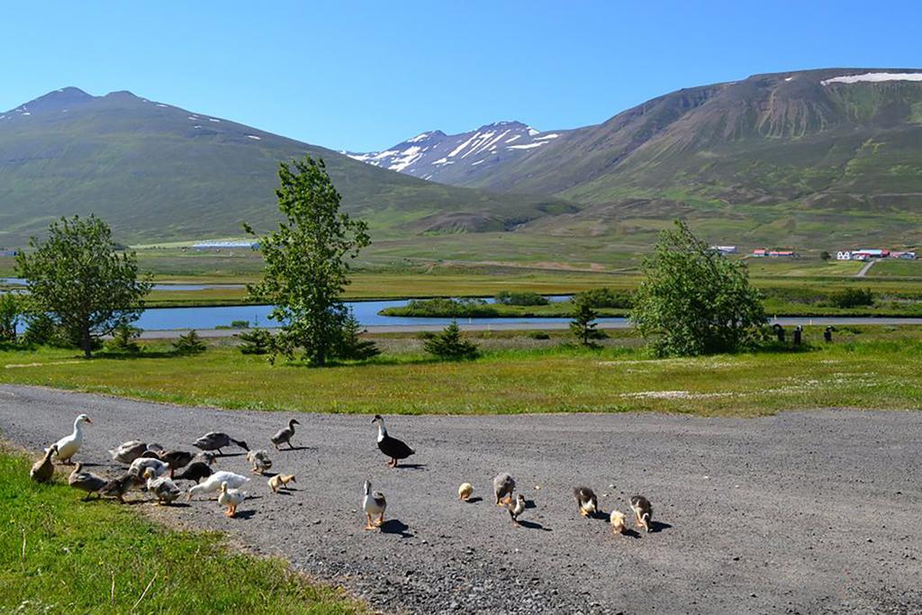 Hoefthi Cottages Dalvík Buitenkant foto
